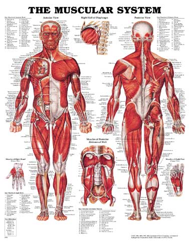 muscularsystem3.jpg